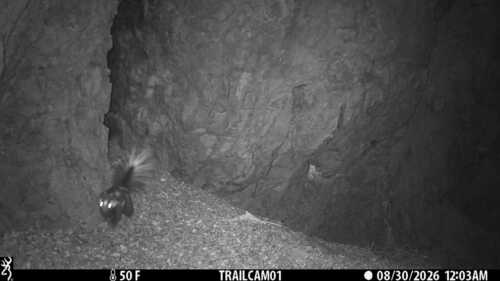 Western Spotted Skunk observed by jnelson