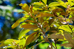 Chrysolepis chrysophylla