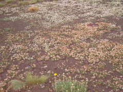 Glandularia macrosperma