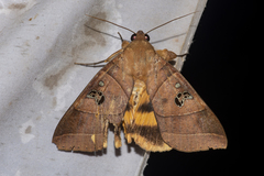 Thyas coronata