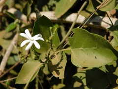 Jasminum auriculatum