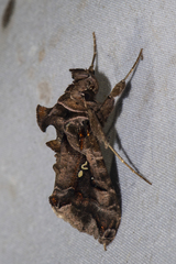 Plusiopalpa adrasta