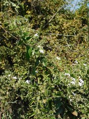 Jasminum auriculatum