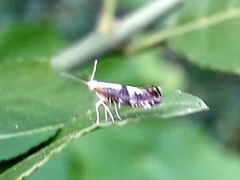 Argyresthia spinosella