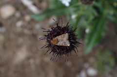 Eriopygodes imbecilla