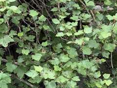 Physocarpus amurensis, photograph (c) Jane Charlen, some rights reserved (CC BY)