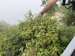 Physocarpus amurensis