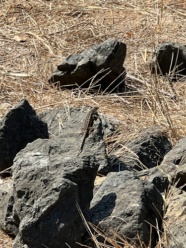 iNaturalist observation photo of Western Fence Lizard