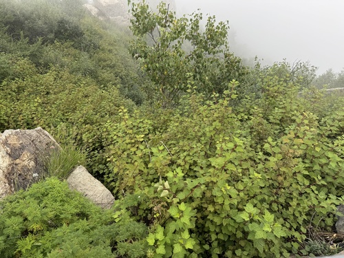 Physocarpus amurensis, photograph 1
