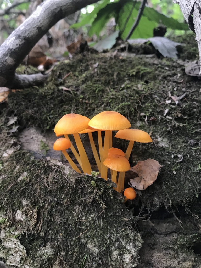 orange mycena · August 2026 · photo: Photo: (c) Matthew Rozanoff, some rights reserved (CC BY) · iNaturalist
