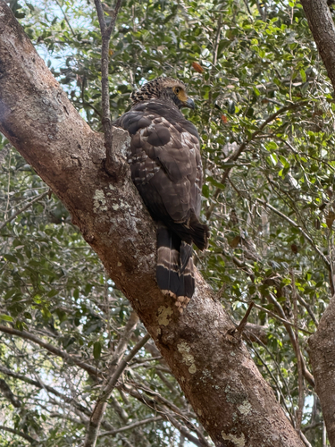 Ceylon Serpent-Eagle