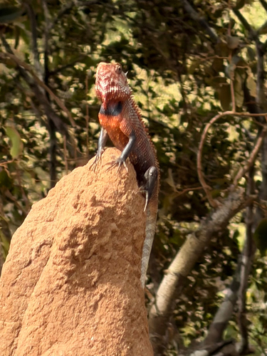 Indian Garden Lizard