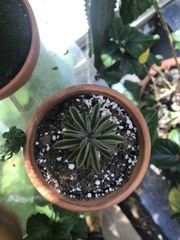 Peperomia