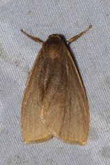 Nishada flabrifera