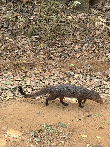 Sri Lankan Ruddy Mongoose
