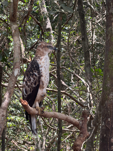 Ceylon Hawk-Eagle