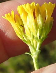 Sebaea sedoides