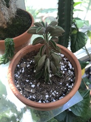 Peperomia