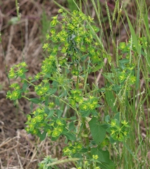 Helioscopia