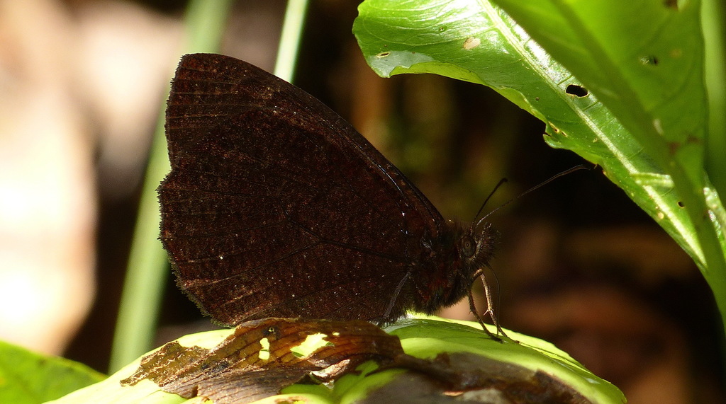 Pedaliodes hebena