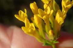 Sebaea sedoides