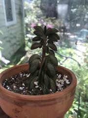 Peperomia