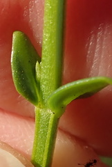 Sebaea sedoides