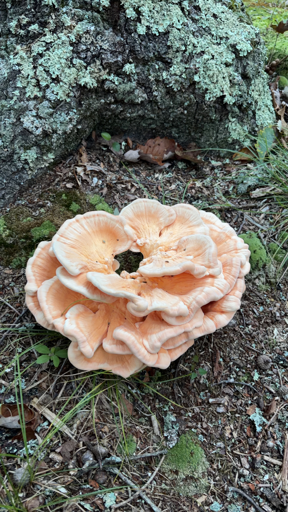 White-pored Chicken of the Woods · August 2026 · photo: Photo: (c) dogeram1500, some rights reserved (CC BY) · iNaturalist
