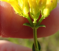 Sebaea sedoides