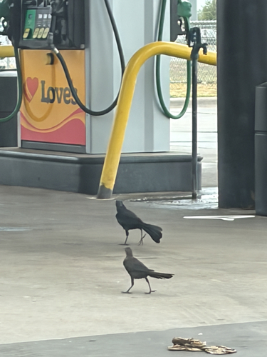 Great-tailed Grackle