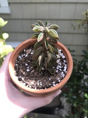Peperomia
