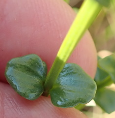 Sebaea sedoides