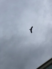 Milvus migrans formosanus