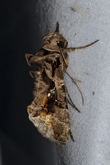 Plusiopalpa adrasta