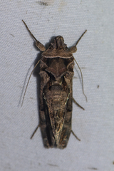 Plusiopalpa adrasta