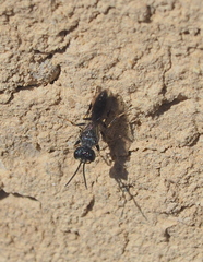Pemphredonina