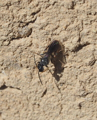 Pemphredonina