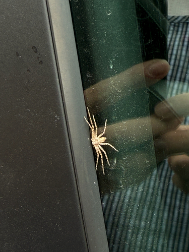 Spiders