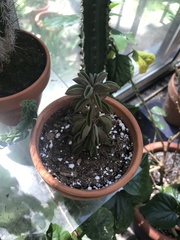 Peperomia