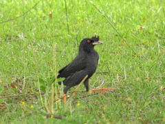 Acridotheres cristatellus