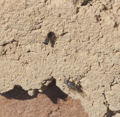 Pemphredonina