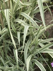 Phalaris arundinacea picta