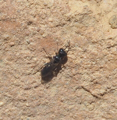 Pemphredonina