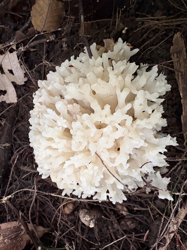 white coral jelly fungus · August 2026 · photo: Photo: (c) ewasiukb, some rights reserved (CC BY) · iNaturalist