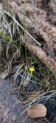 Utricularia nana