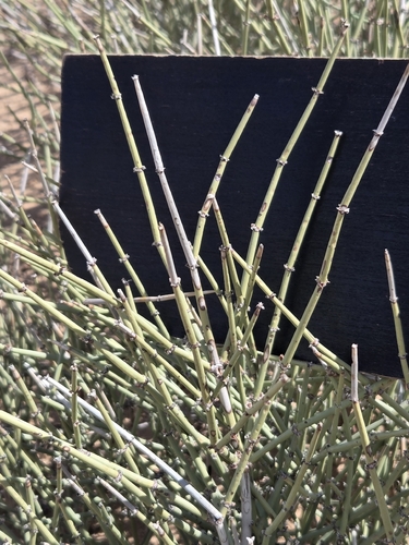 Ephedra torreyana, photograph 4