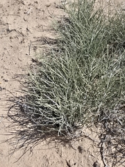 Ephedra torreyana, photograph (c) Jo Roberts, some rights reserved (CC BY)