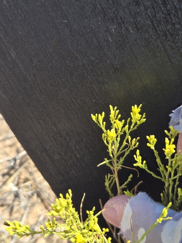 Gutierrezia microcephala, photograph 3