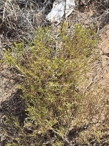 Gutierrezia microcephala, photograph 4