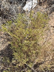 Gutierrezia microcephala, photograph (c) Jo Roberts, some rights reserved (CC BY)